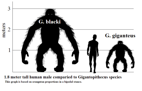 Size comparison of gigantopithecus and human. Credit: http://en.wikipedia.org/wiki/User:Discott